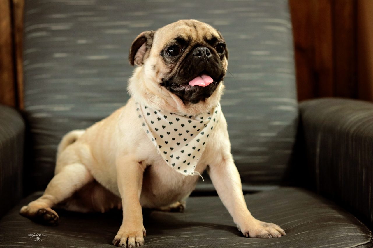 Ensaio Pet da linda pug Ensaio Pet da linda pug